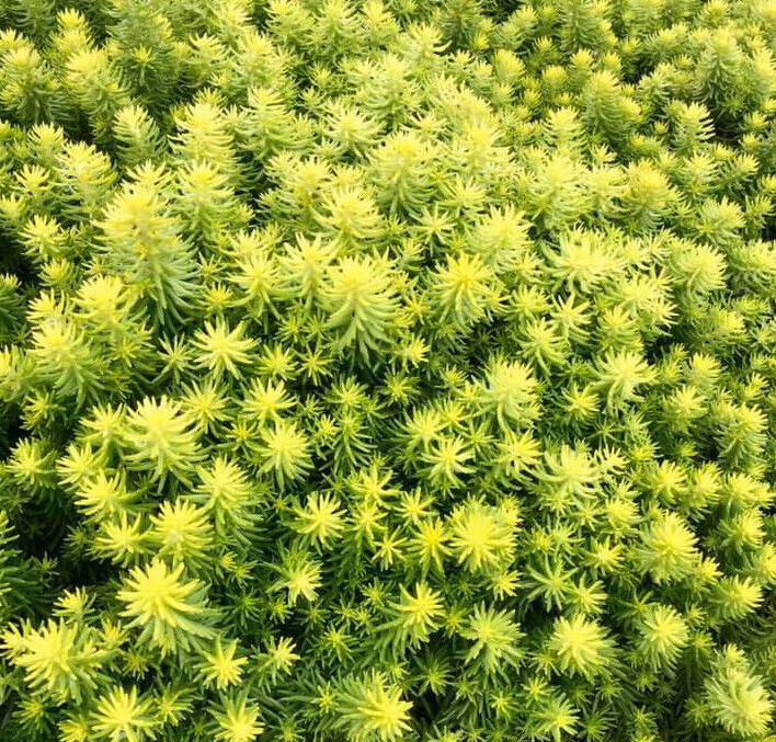 SEDUM SUNSPARKLER~ANGELINA’S TEACUP~STONECROP PLANT SUCCULENT MAT GROUND COVER!!