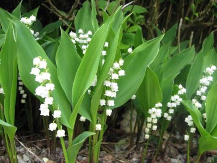 Lily May Convallarias Of The Valleys Fragrant Blooming Carefrees Majalis 5 Roots