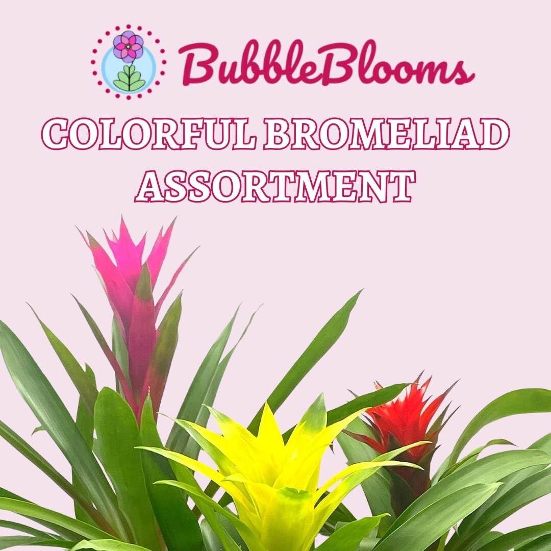 Colorful Bromeliad Assortment, 4 inch Set of 3, Guzmania Variety
