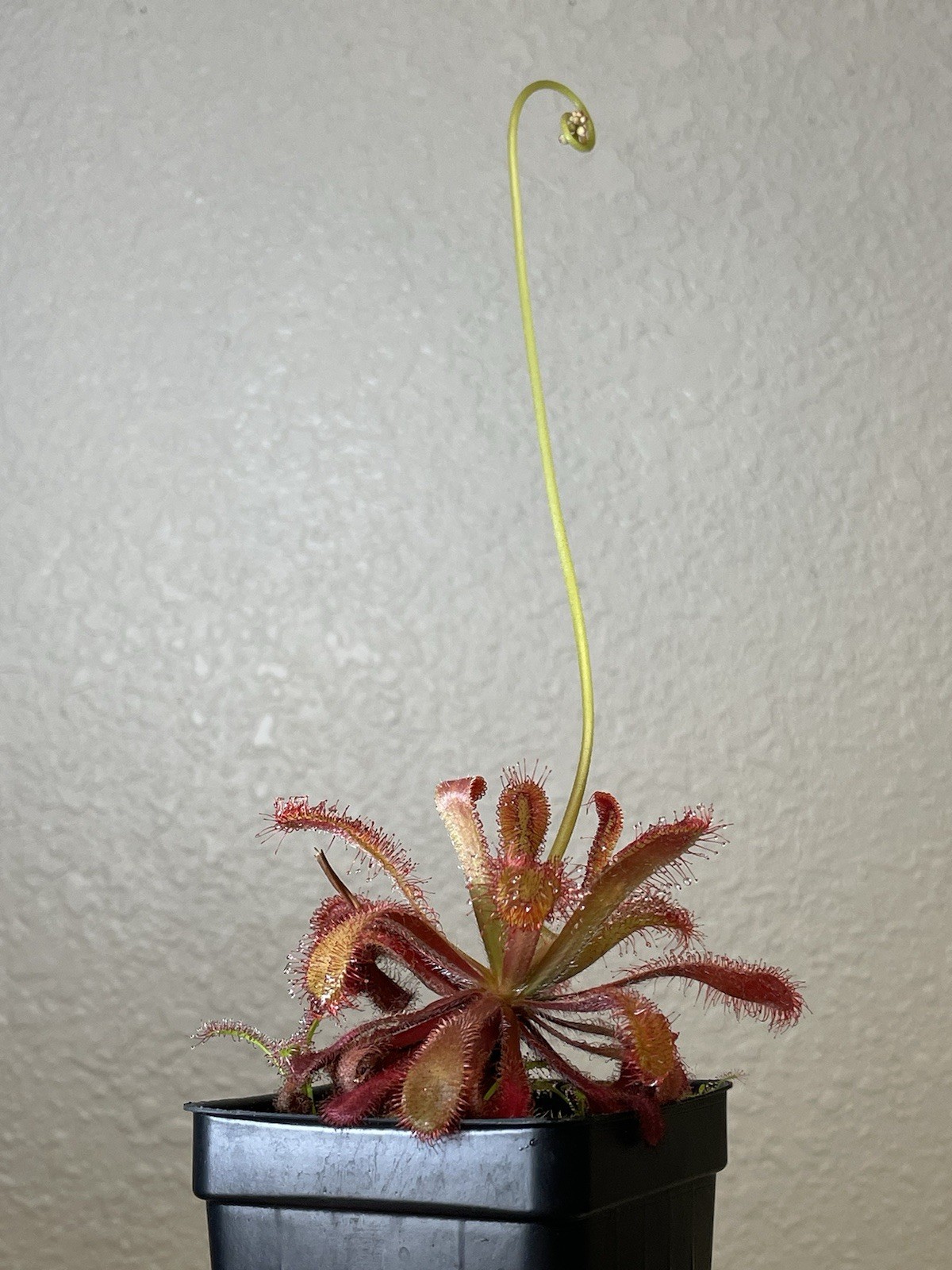 2026 Seeds- Drosera Venusta, Subtropical Sundew. Carnívoro Plant Seeds