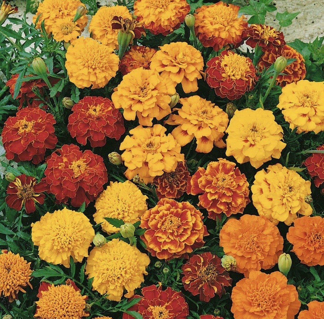Tagetes Patula French Marigold Garden Flower Seed Mix – 25 Seeds