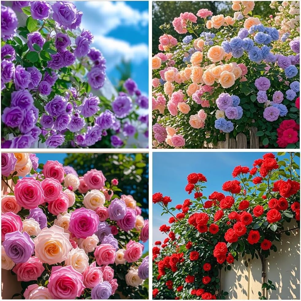 Carpet Creeping 301 Climbing Rose Bush Seeds For Planting Outdoors-Fragrant