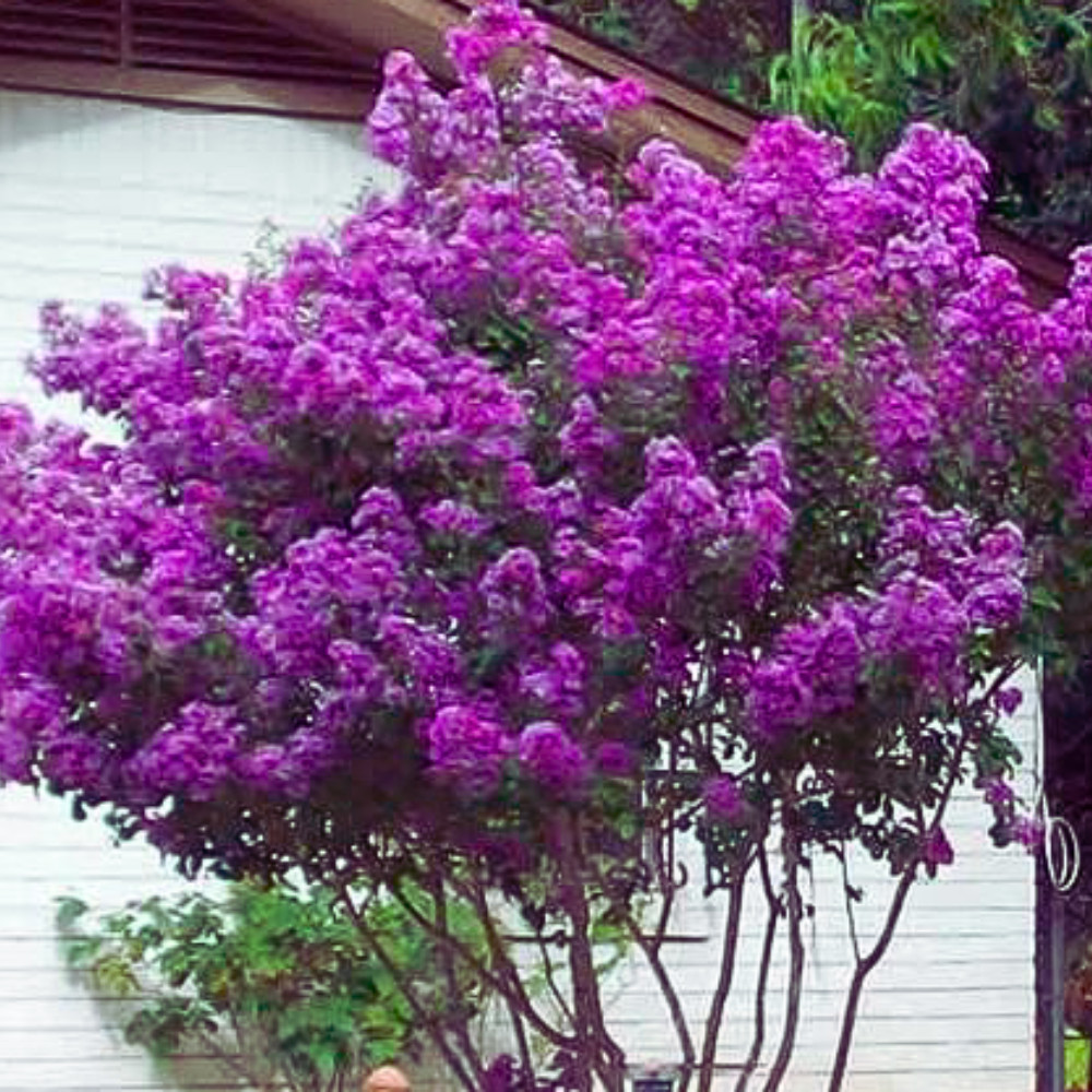 Royalty Crape Myrtle: Royal Purple Flowers in a Manageable Small Tree