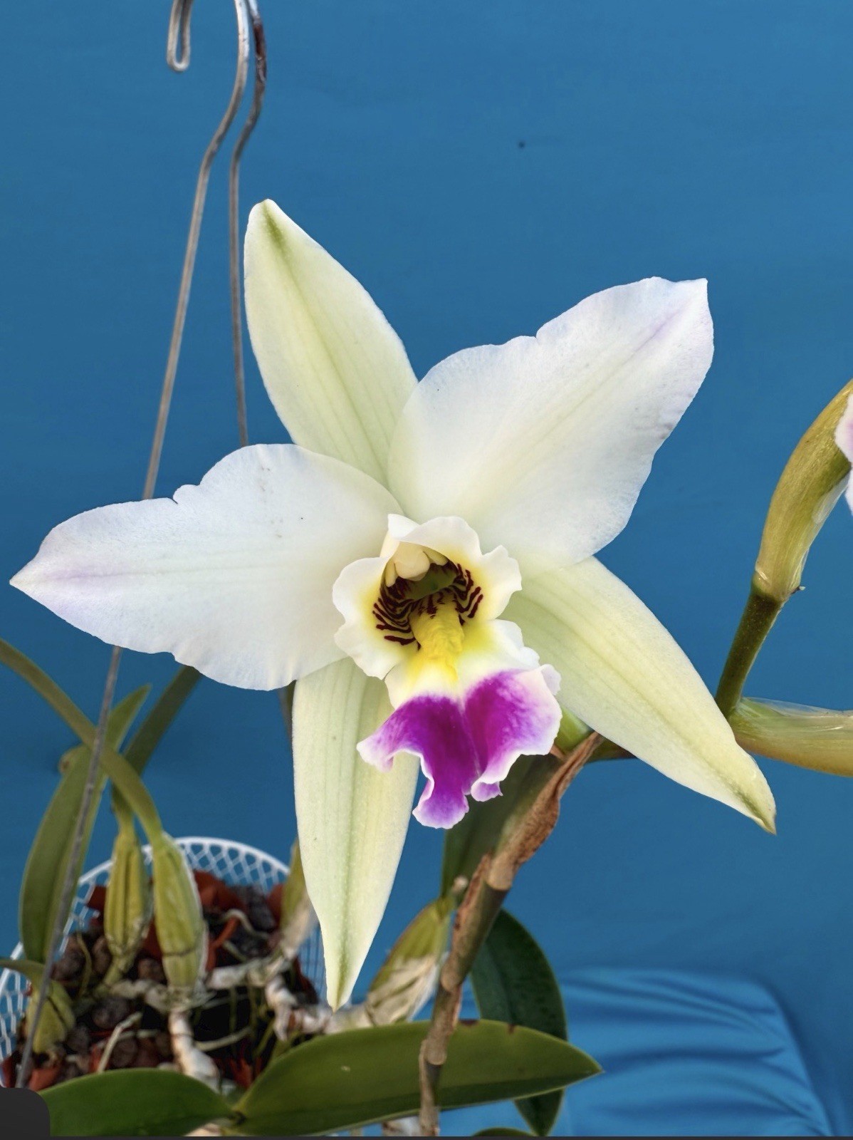 Laelia anceps ‘Constellation’ X ‘Marble Queen’ Orchid Eros SPIKING 9” Basket