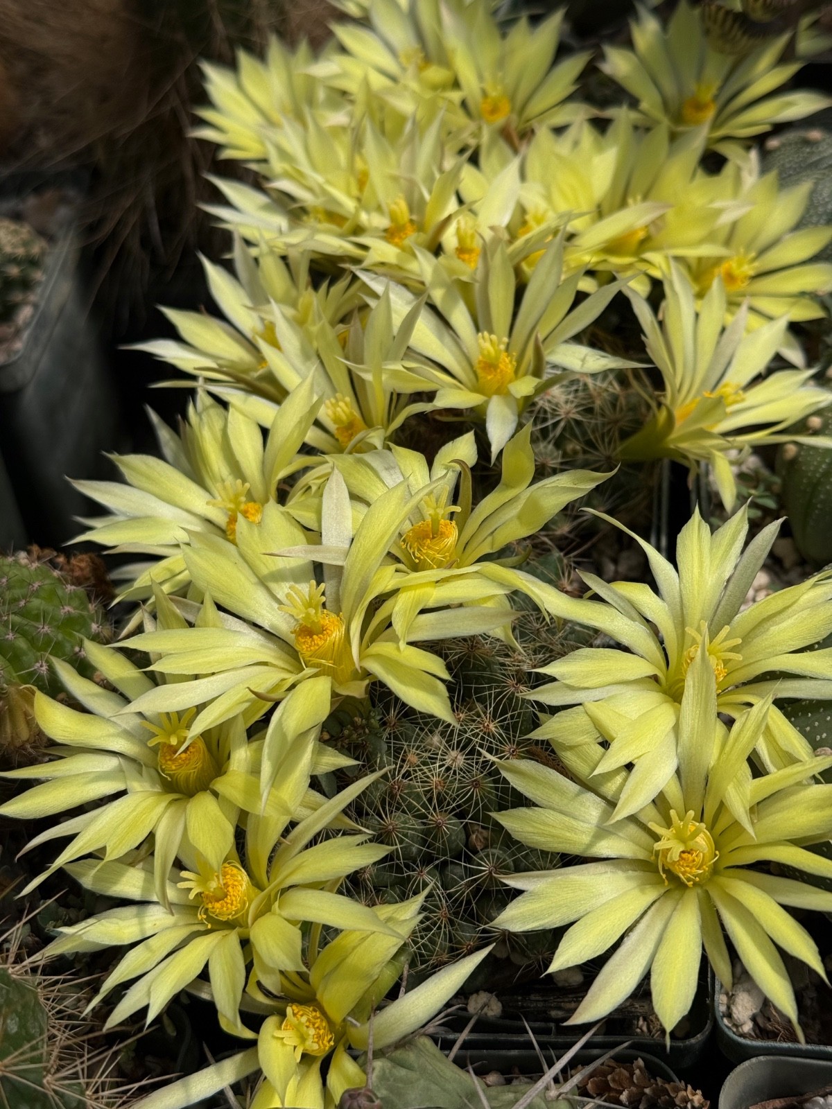 Mammillaria sphaerica, cactus plant
