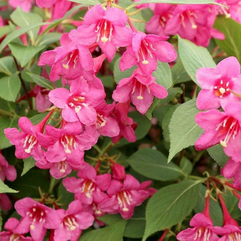 Pink Weigela 4″ pot