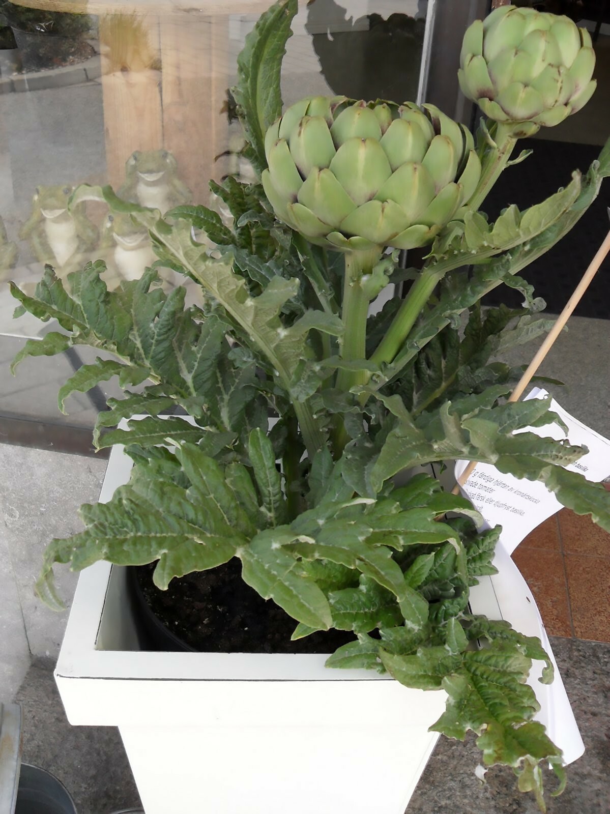 Globe Artichoke, Cynara scolymus, Seeds (Fast, Edible, Showy)