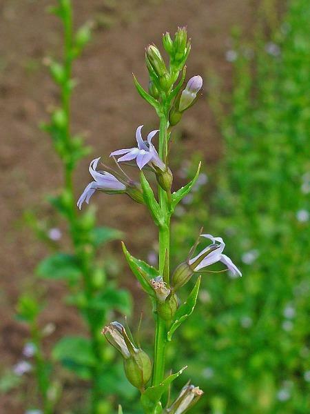 Lobelia inflata | Indian Tobacco | Puke Weed | 100 Seeds