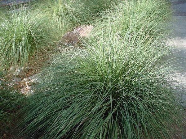 Muhlenbergia ringens | Ring Muhly | 1500 Seeds