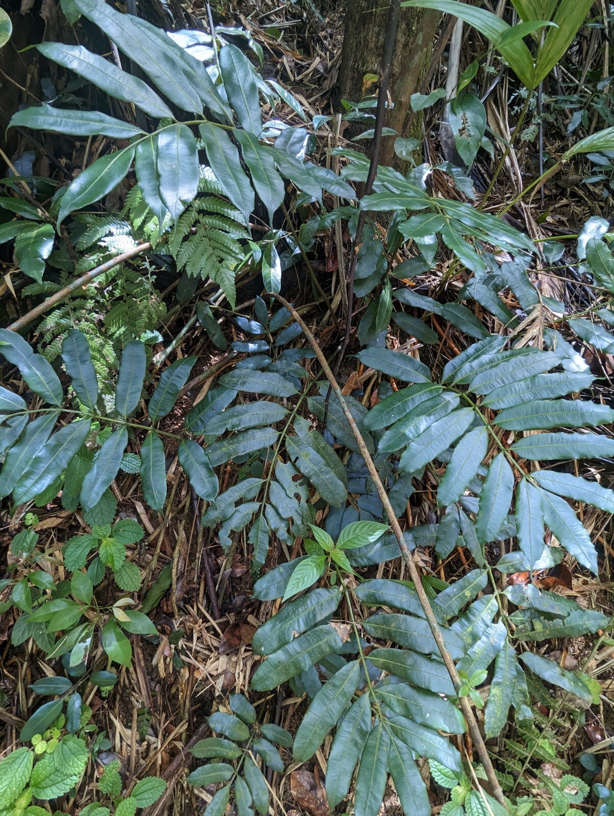 x2 EX Rare : LIVE : Danaea Nodosa Fern 4 inch Exotic Unique Big Grower rainfores