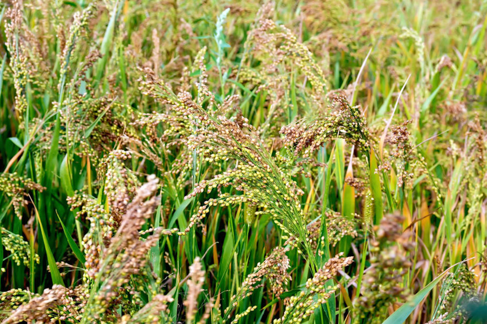500 seeds White Proso Millet Forage crop ground cover – erosion control