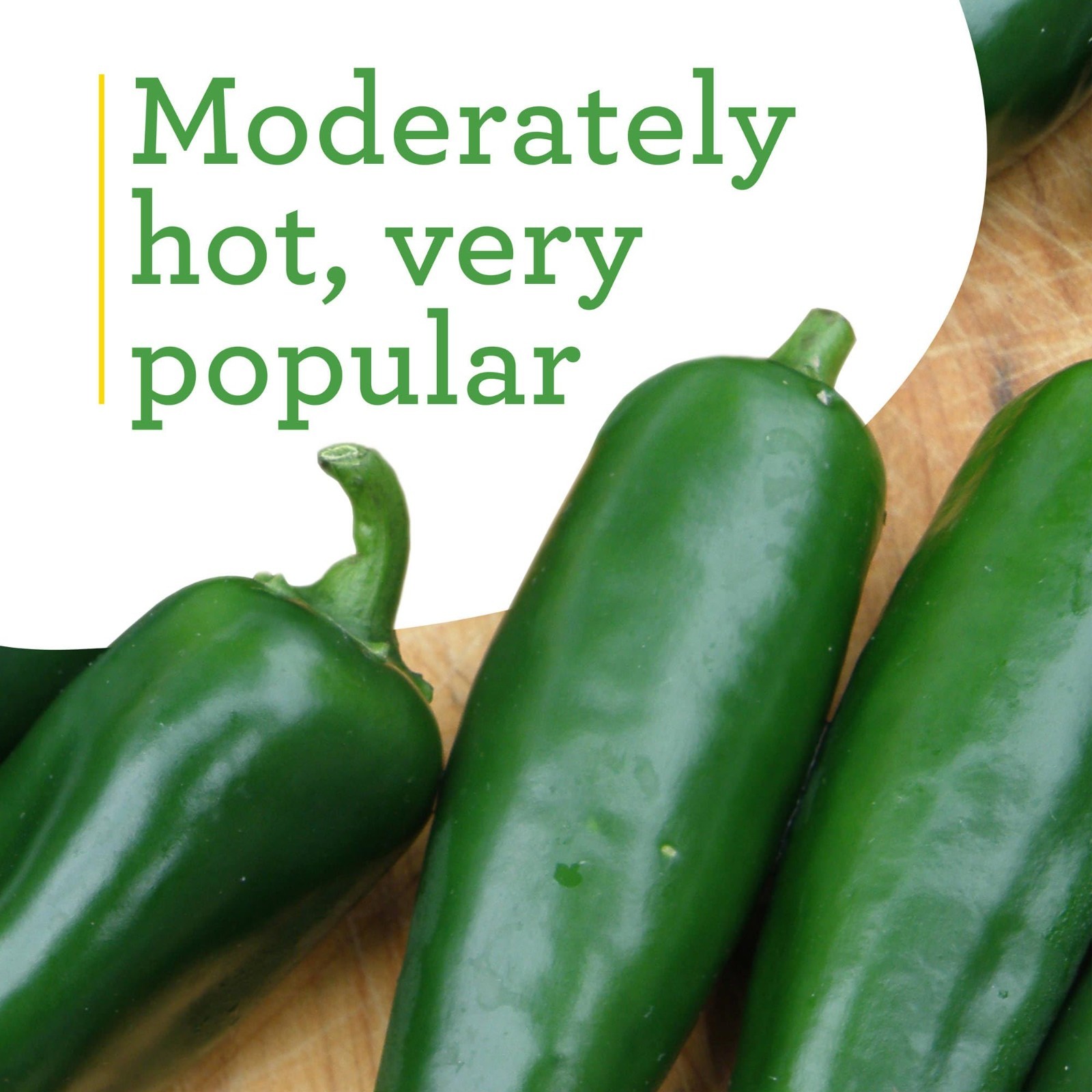 Jalapeno Hot Pepper Live Plants with Miracle-Gro Plant Food, 4-Pack for Gardens