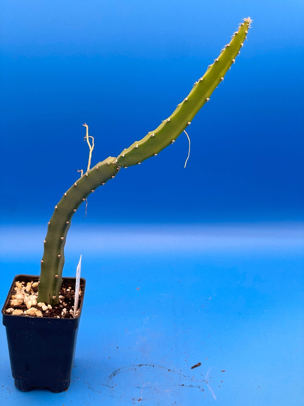 Queen Of The Night-Night Blooming Cereus-Rooted In Pot-Selenicereus Grandiflorus