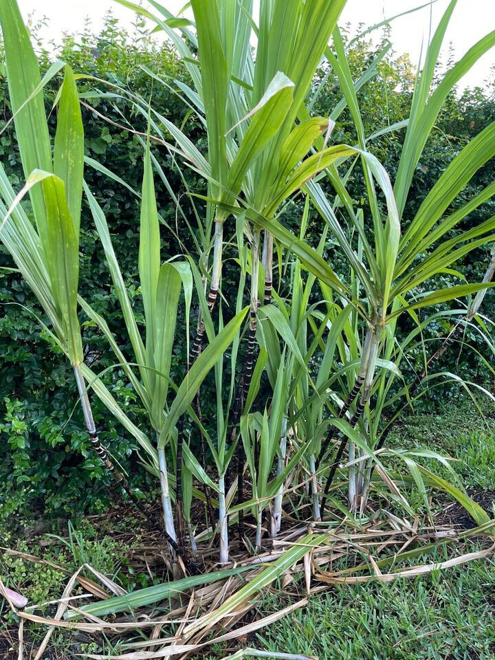 8 cutting Sugarcane Plants Organic -Sugar Cane Red/Purple/Black 2-3 Eyes