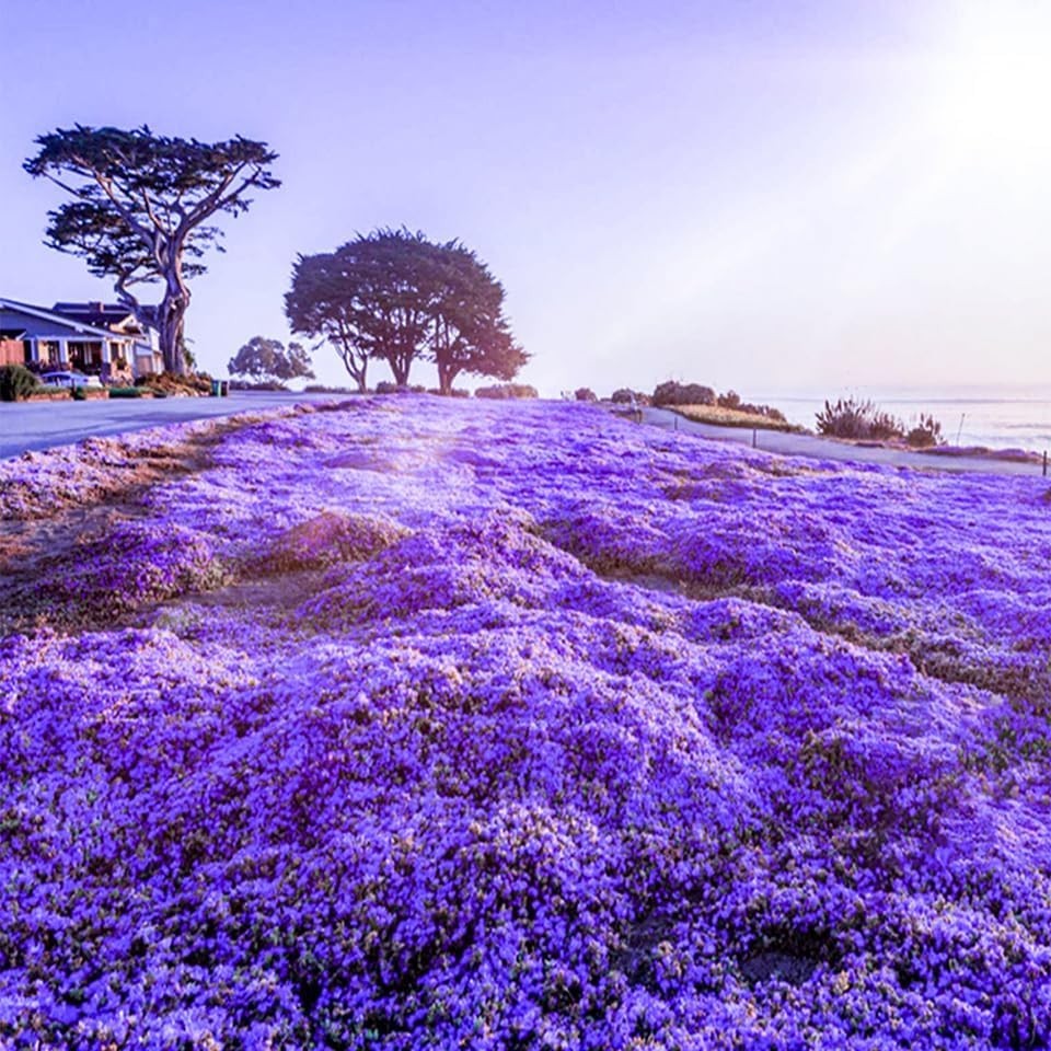 20000+ Creeping Thyme Seeds Purple Ground Cover Perennial Non-GMO Heirloom