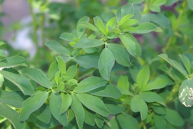 Medicago sativa | Alfalfa | 50 Seeds