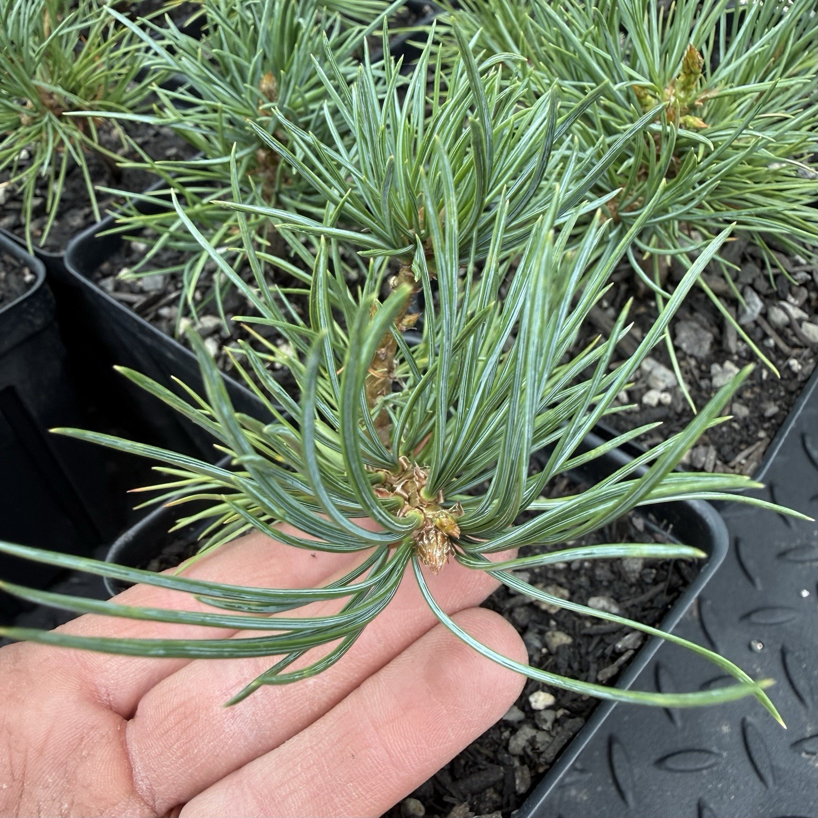 2 Pack of Limber Pine Tree Seedlings in Pots, 3-5” Tall, Pinus Flexilis