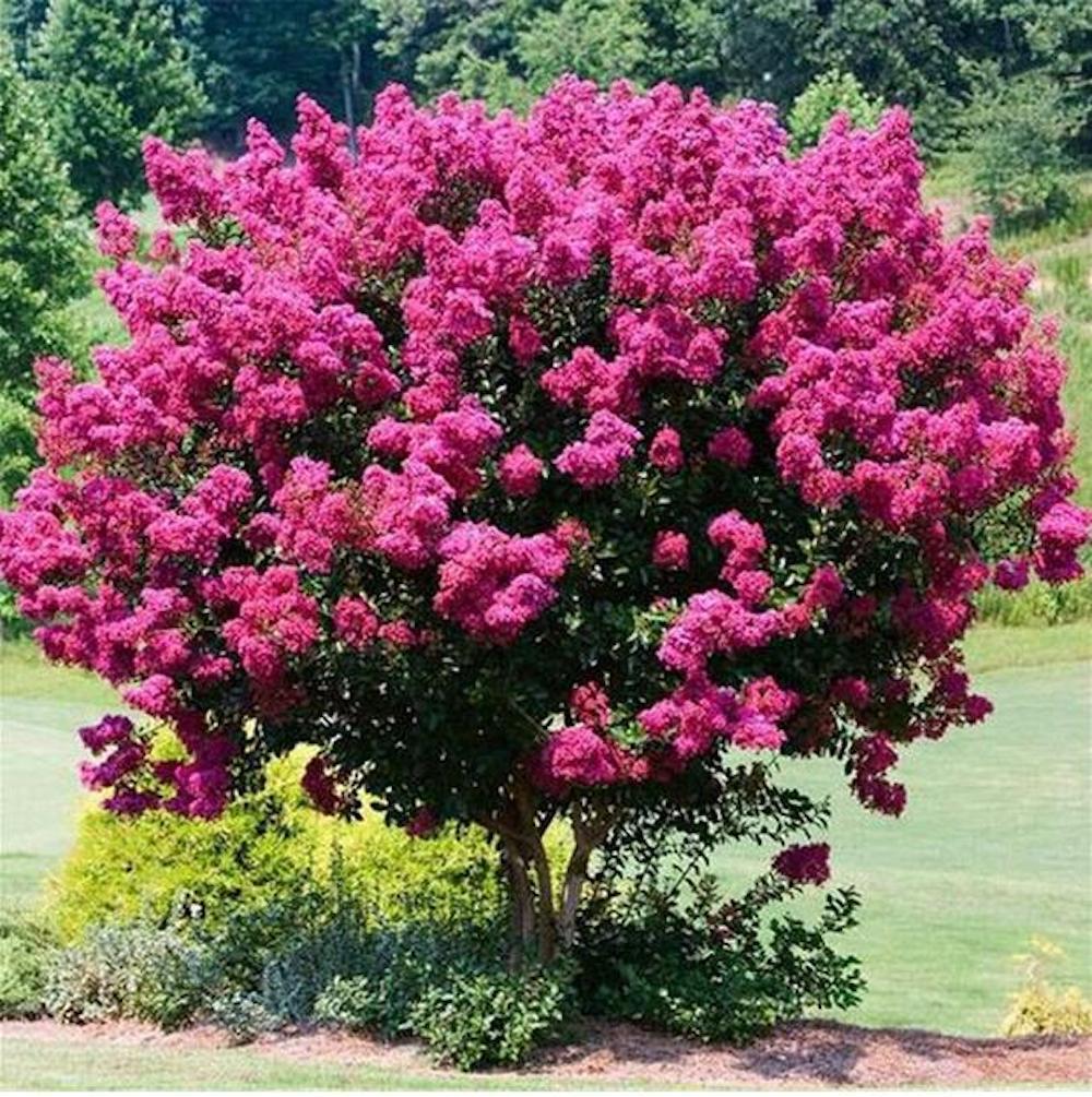 20 SEEDS CRAPE/CREPE MYRTLE flowering bloom tree bush rare exotic plant garden