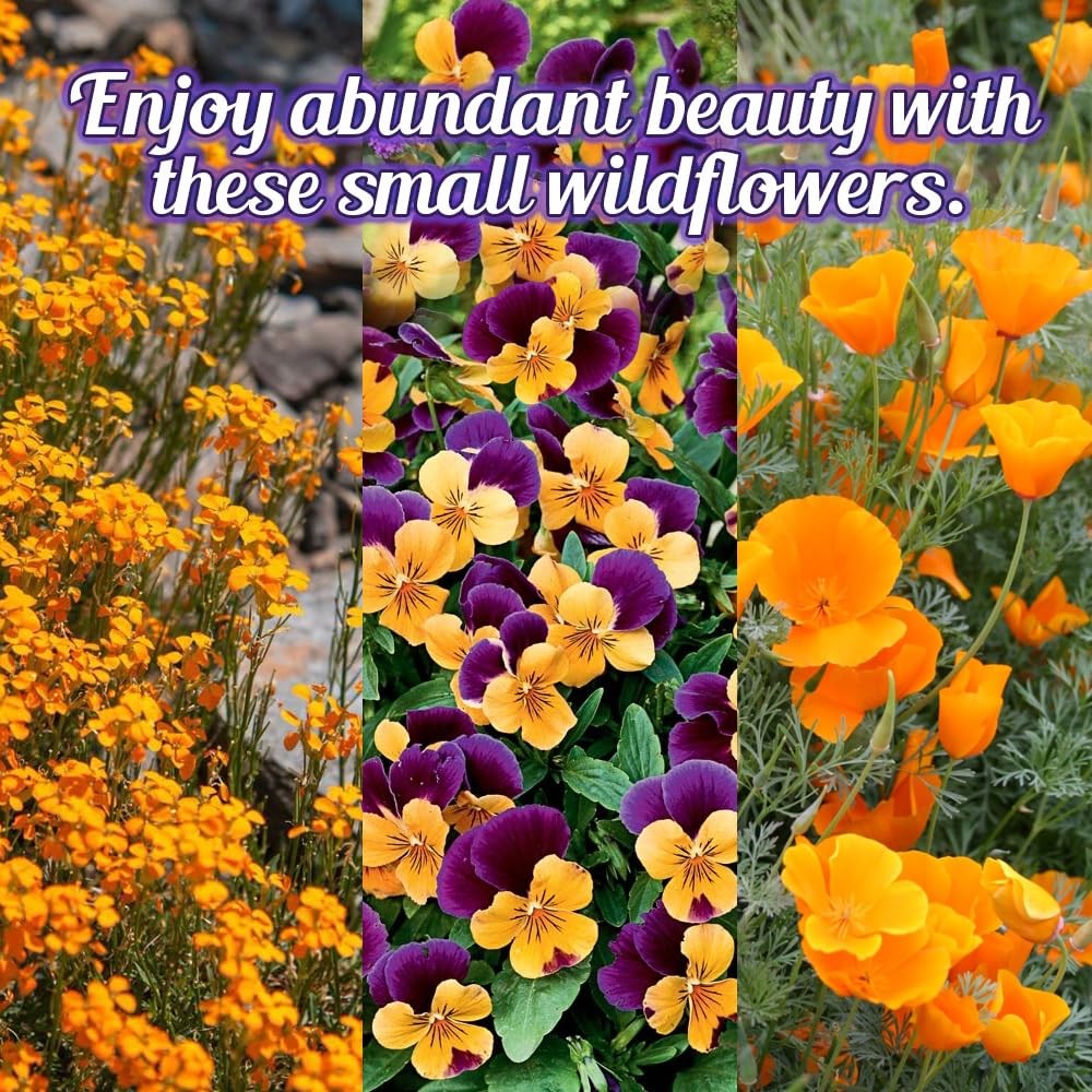 Low Growing Wildflower Seeds Mix 1oz, 612 Inches Short Flowers – NonGMO Natu…