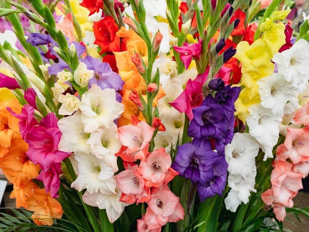 12 Mixed Gladiolus Flower Bulbs – 12 Bulbs Assorted Colors
