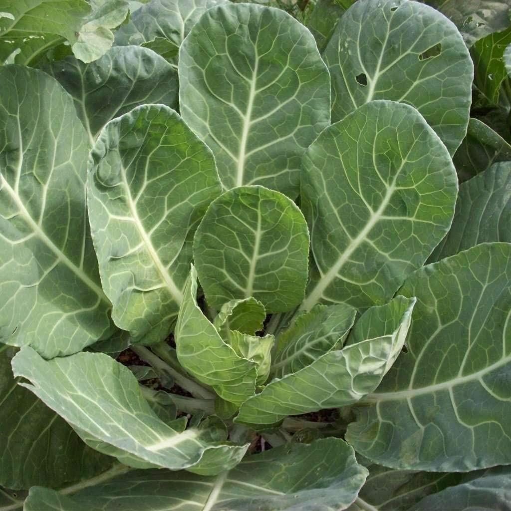 Collard Green Seeds , Vates Collard Green Seeds,”COOL BEANS N SPROUTS” Brand. H