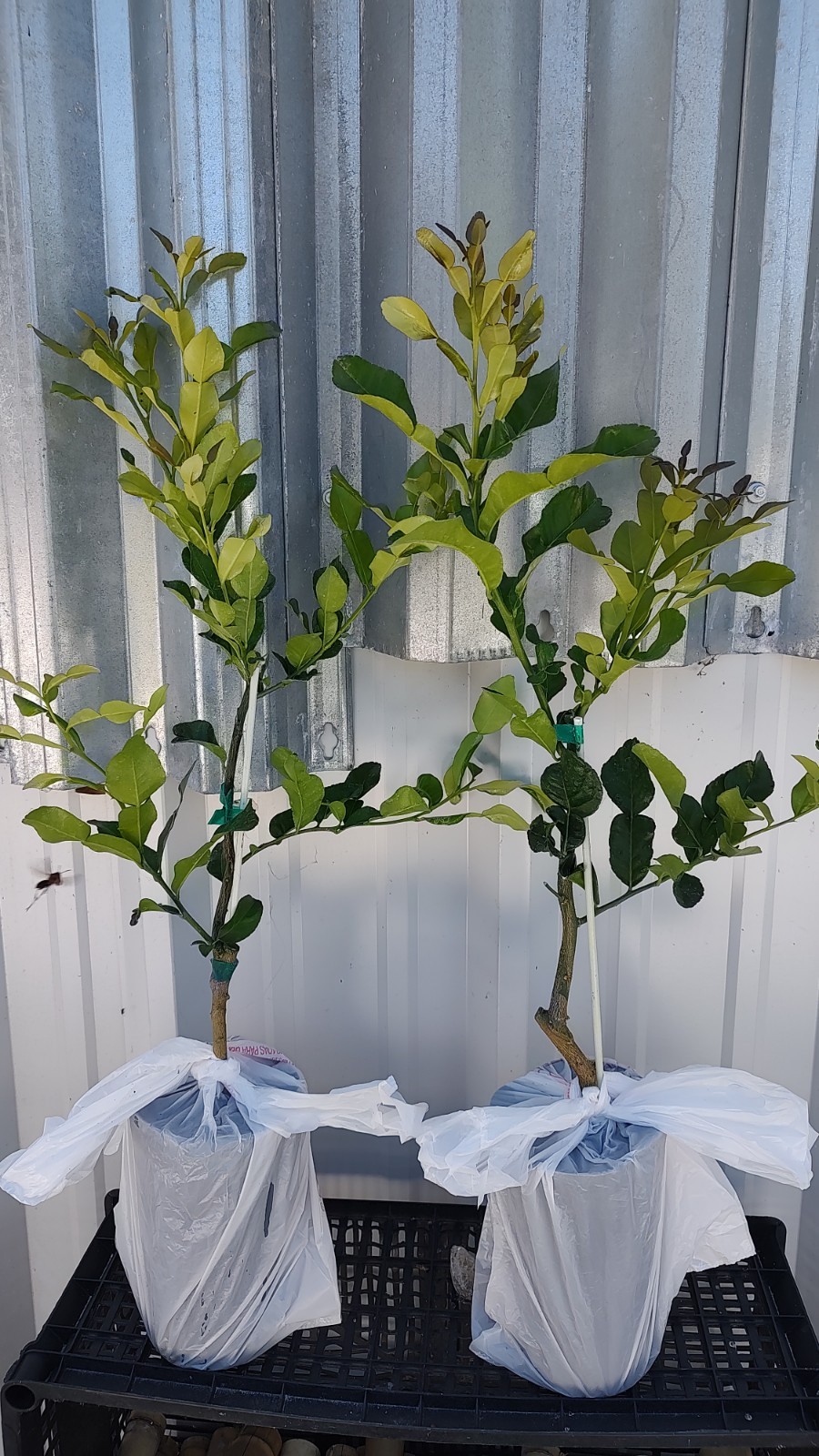 Kaffir Lime Tree Live Plant – Healthy Potted Citrus 24 Inches Tall