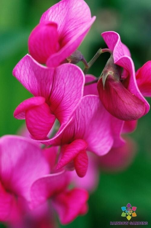 50+ Lathyrus latifolius Red Pearl Perennial Sweet Pea Seeds – FREE SHIPPING!