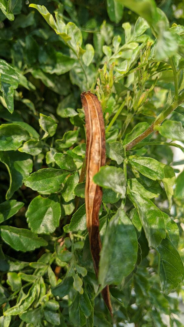 Free Shipping! 10 seeds Cape Honeysuckle—Golden Sunshine Hummingbird magnets!