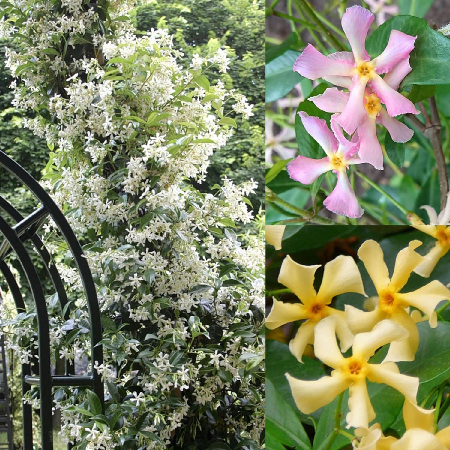 200+ Mixed Star Jasmine Flower Seeds for Planting Climbing Jasmine Fragrant