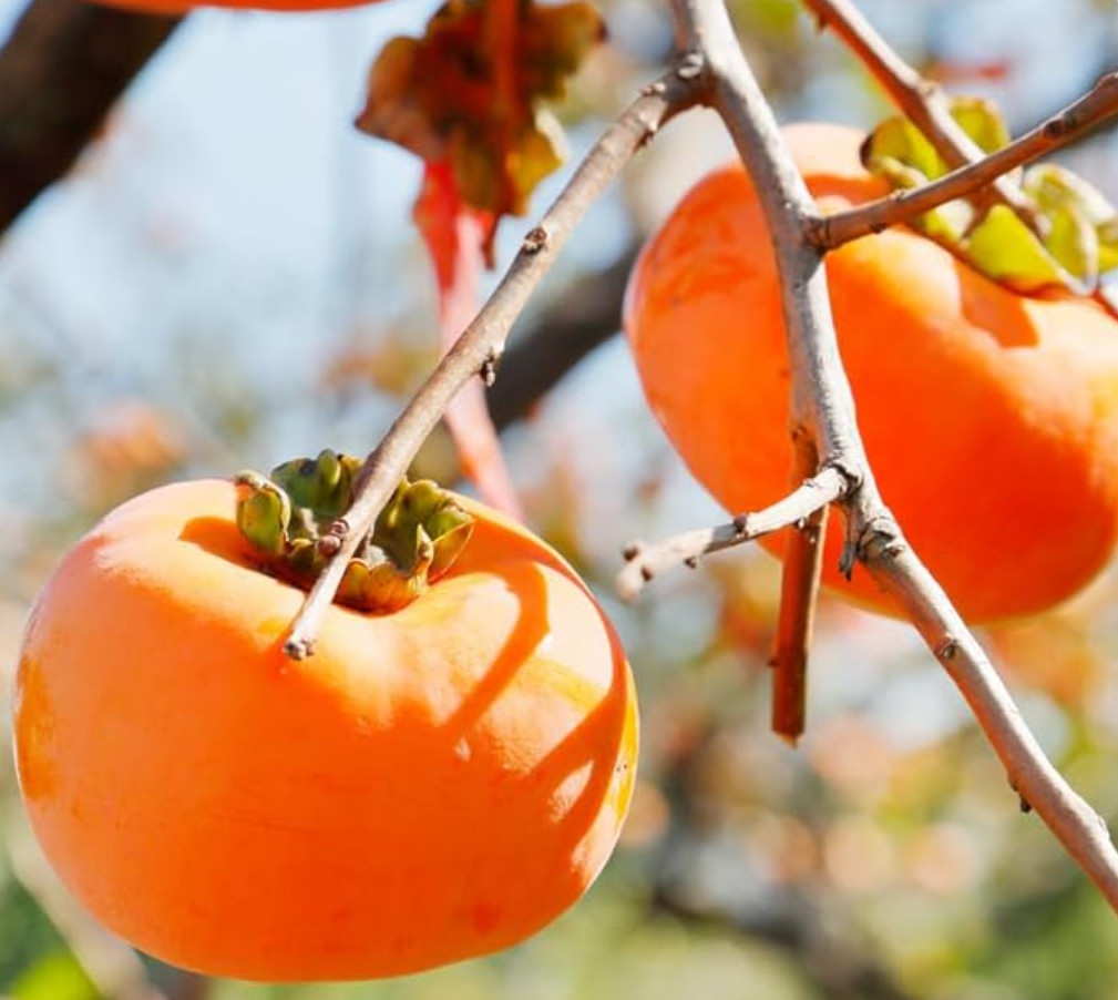 2 American Persimmon Tree – Live Plant in Quart Pot (6–12″ Tall)