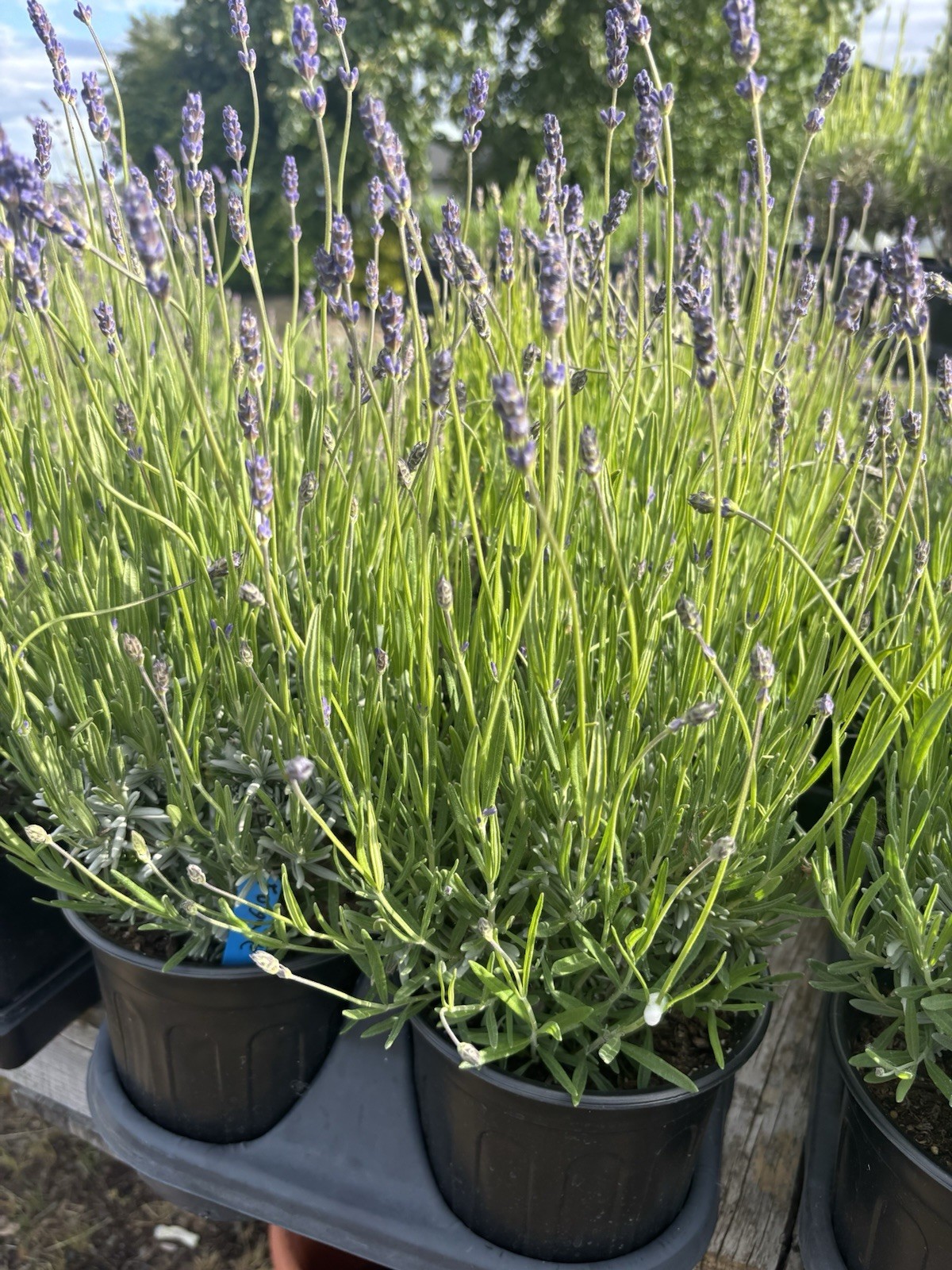 Live Folgate English Lavender Plant | 1 gallon Pot | Farm-Grown Sequim WA |