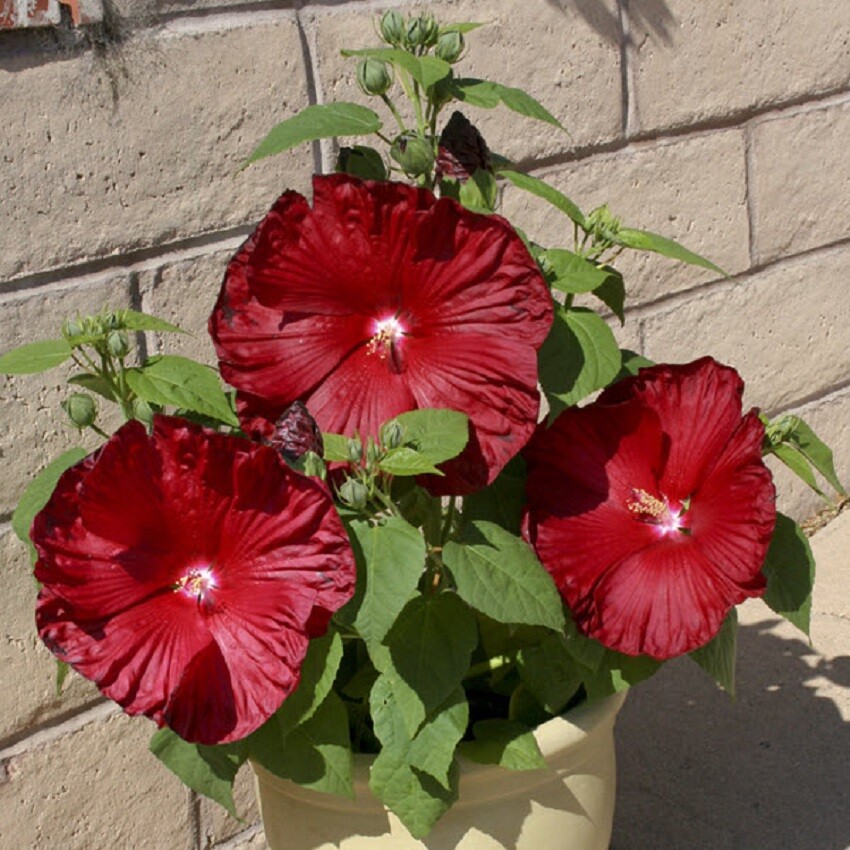 Hibiscus Seeds Honeymoon Deep Red Hardy Hibiscus 50 Seeds Perennial Seeds