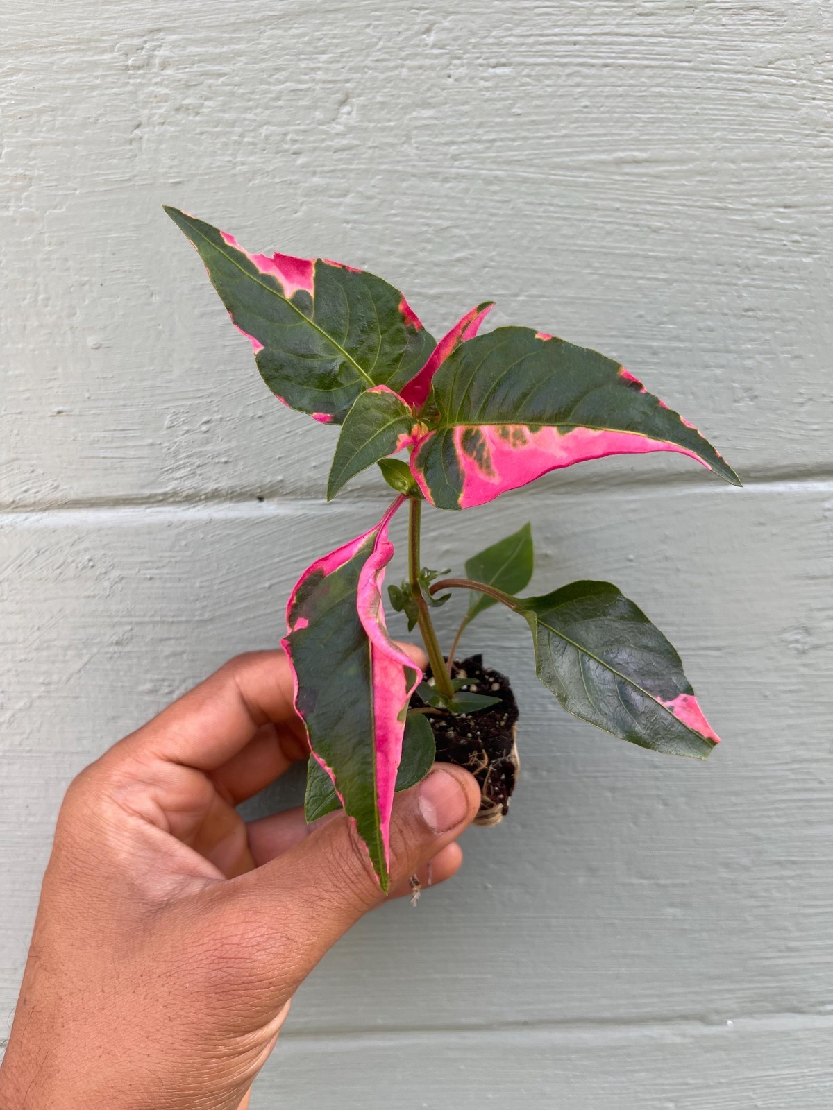 Alternanthera Party Time Plant Pink Variegated Ornamental Live Houseplant 2 Pack