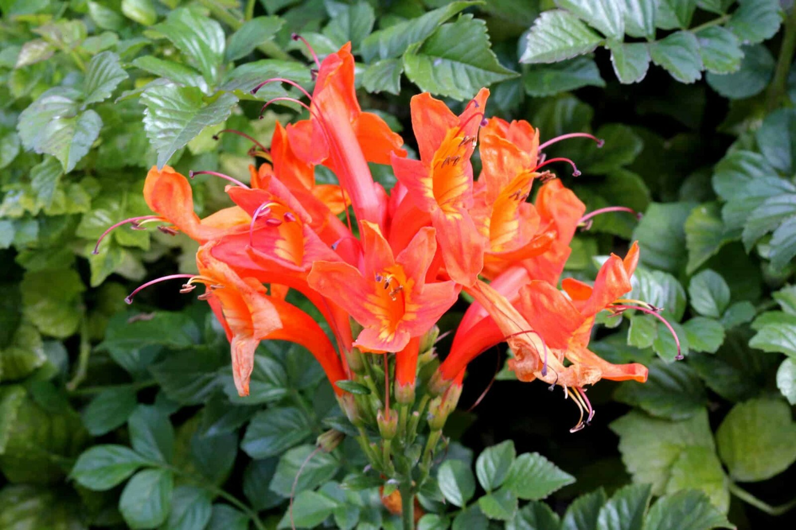**Cape Honeysuckle**Tecomaria Capensis**STARTER PLANT**Birds & Butterfly Love It