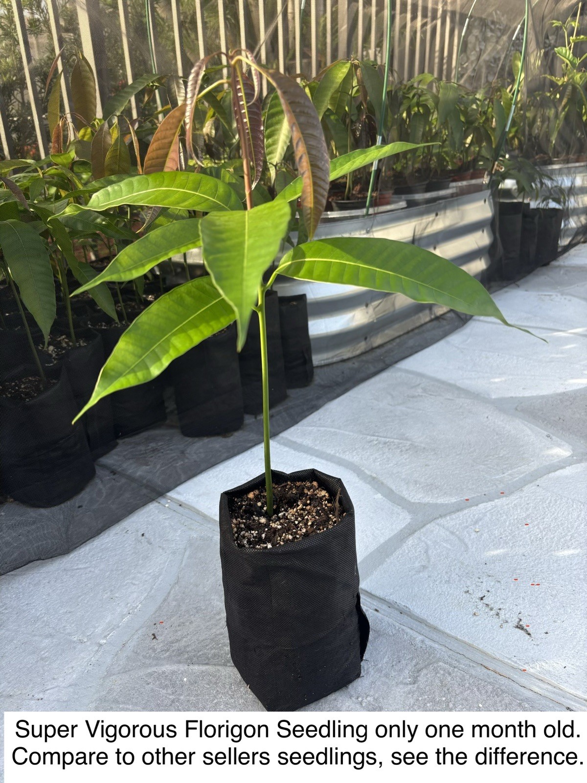 2 Yrs To Fruit FLORIGON Mango 3 To 4 Tree Clones NO GRAFTED NEEDED