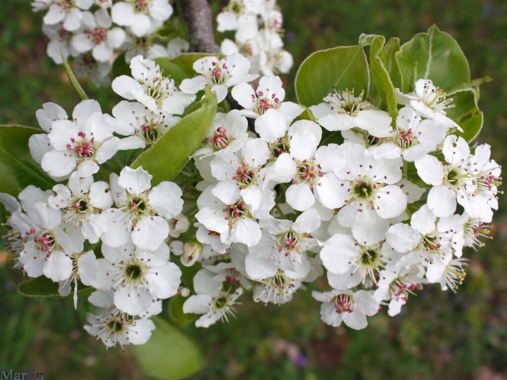 Bradford Pear, (Callery Pear), Pyrus calleryana, Tree Seeds