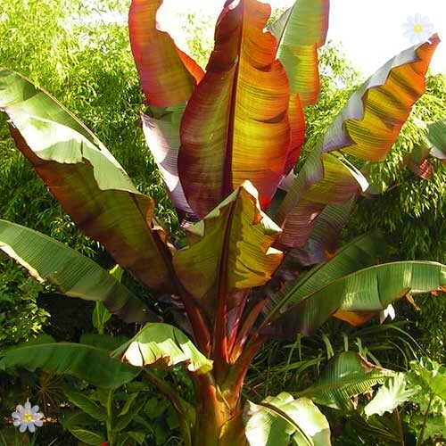 **RED ABYSSINIAN**Ensete Maurelii**AKA False Red Tropical Musa Banana Tree**USA*