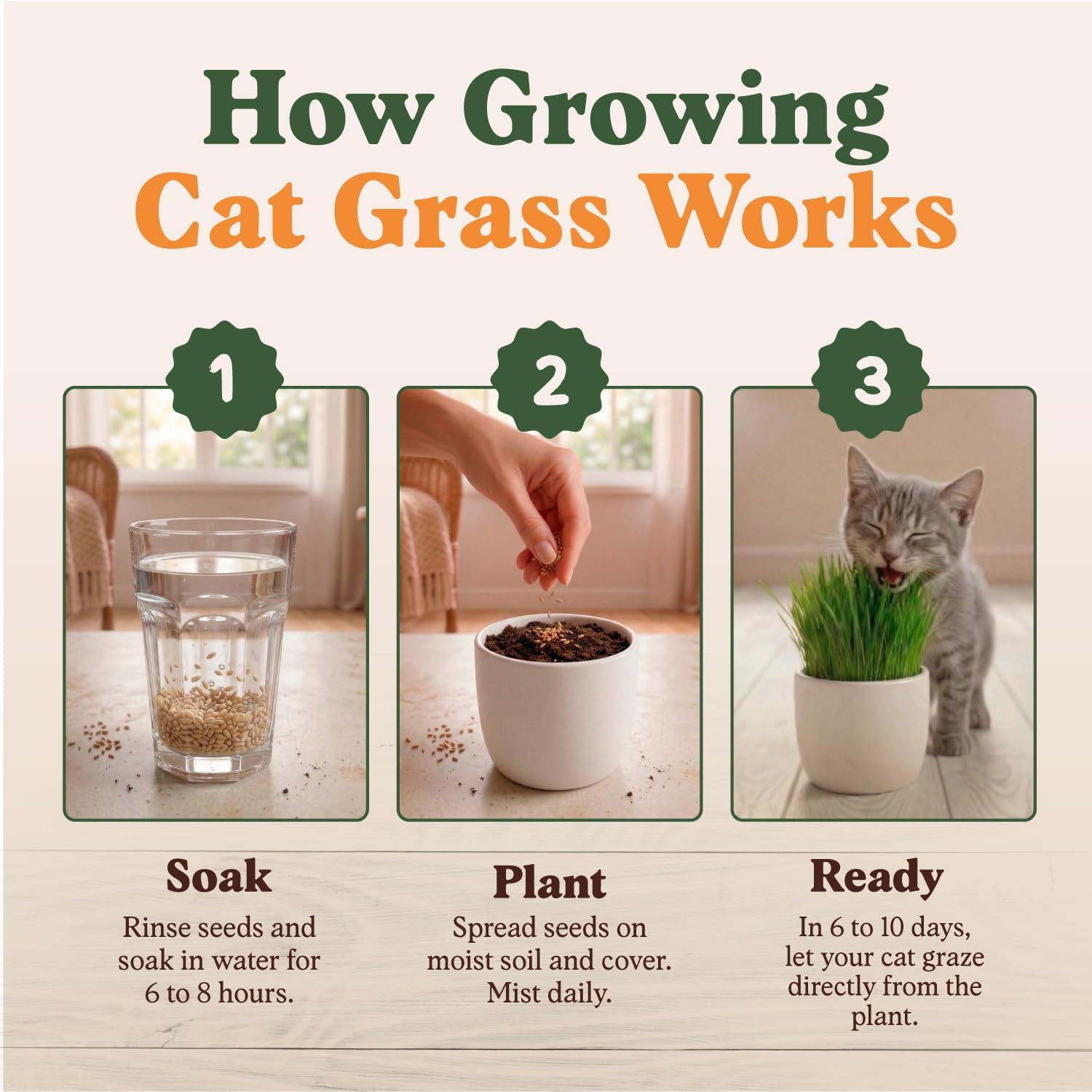 Organic Cat Grass Seeds for Planting, Non-Gmo Wheat, Oat, Rye, and Barley Cat Gr