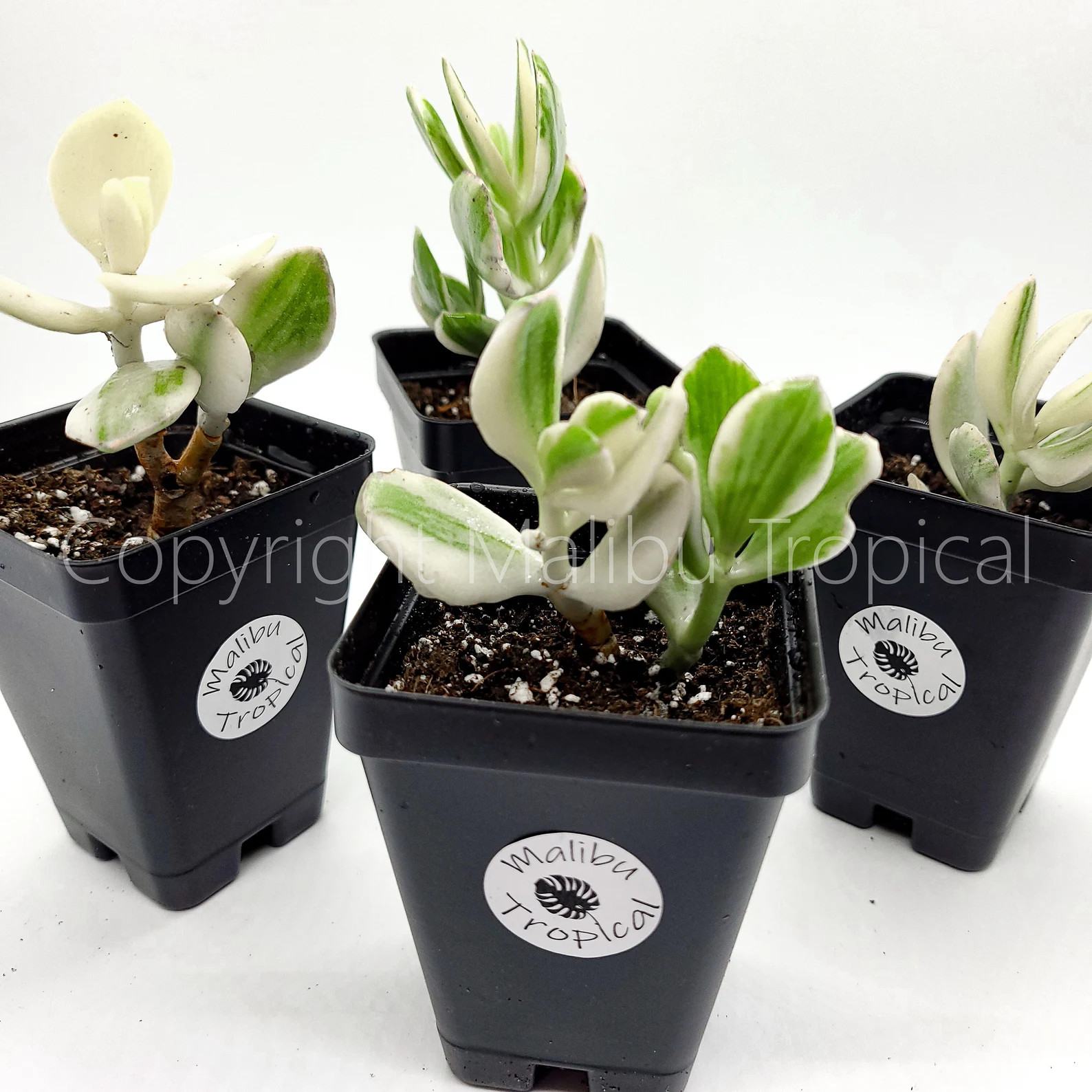Jade Succulent Live Plant – Crassula Ovata Variegated Healthy Roots With Soil