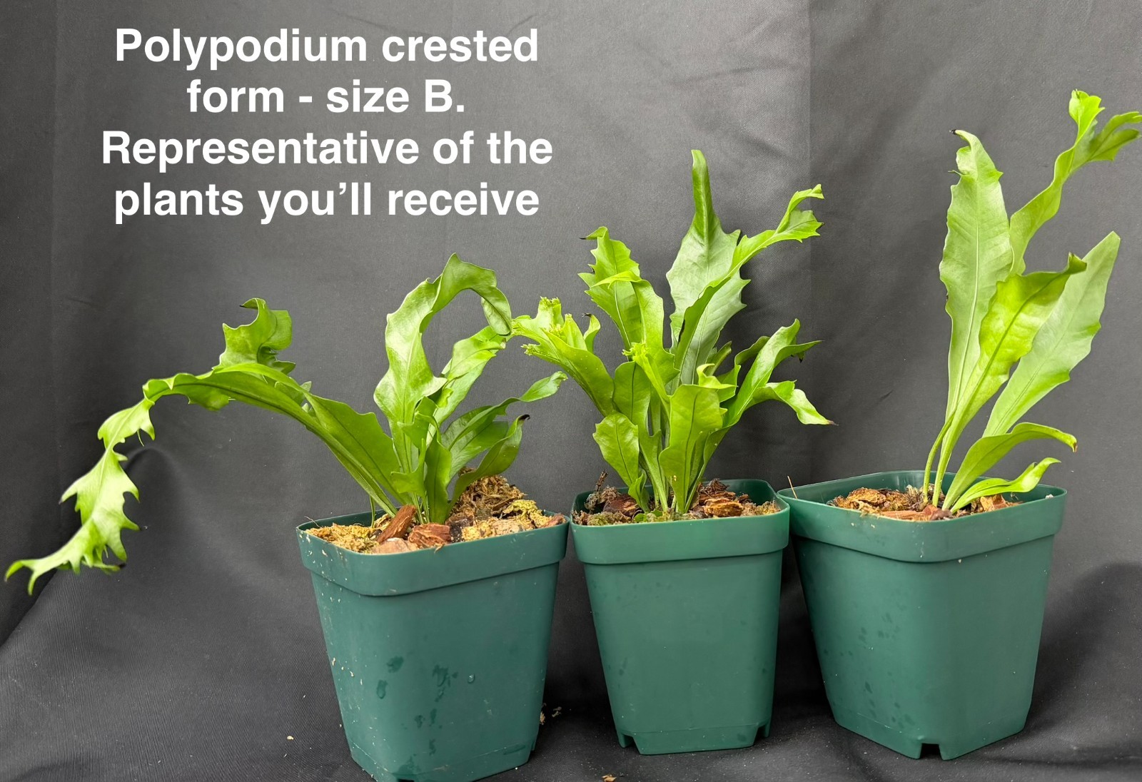 POLYPODIUM ‘CRESTATA’ form tropical fern or houseplant not staghorn platycerium