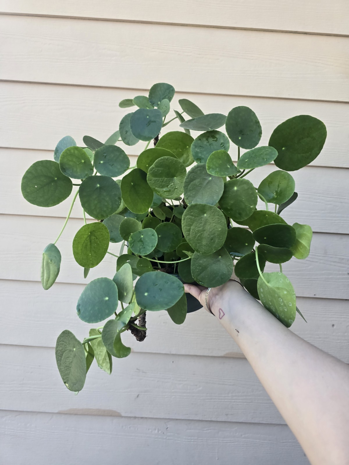 8″ pot Pilea Peperomioides | Chinese Money Plant | UFO | Peperomia live plant