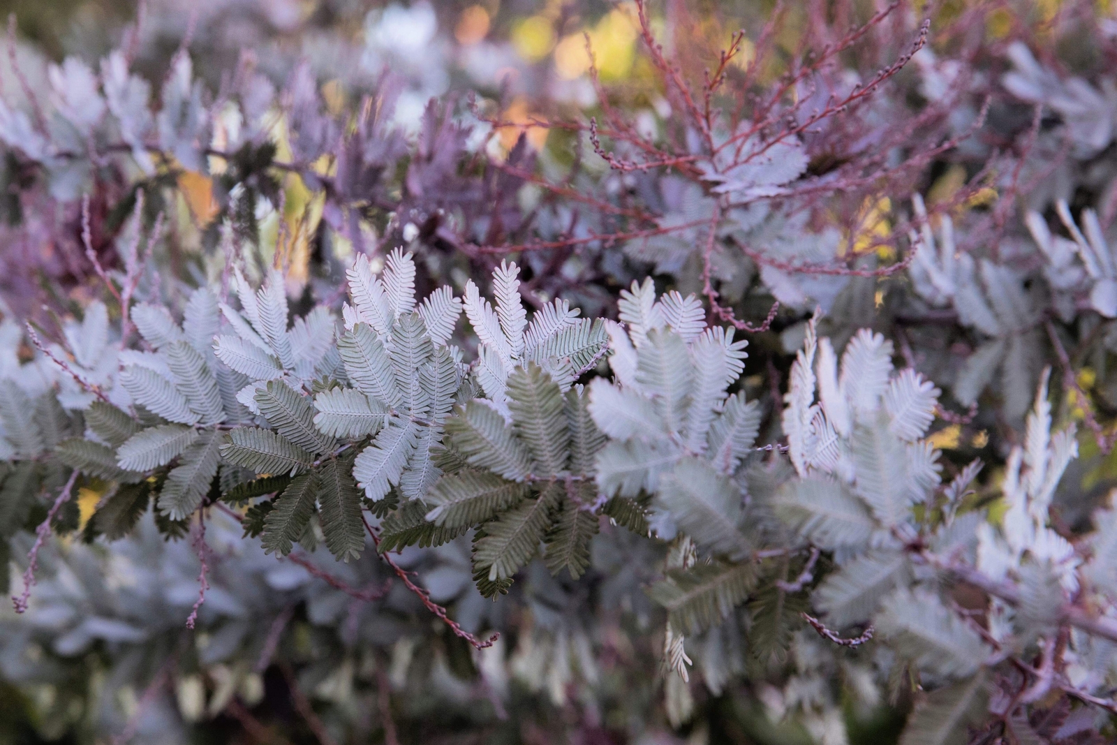 10 PURPLE ACACIA Baileyana Purpurea Fernleaf Mimosa Tree Yellow Flower Seeds