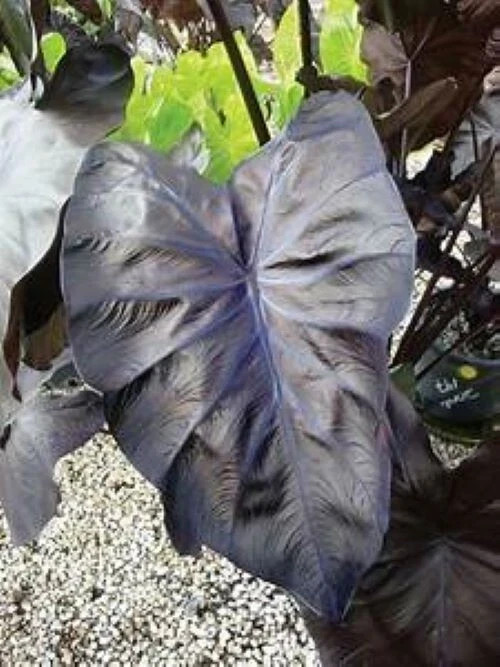 Black Coral – Colocasia esculenta- Elephant Ear – SMALL ROOTED STARTER Plant