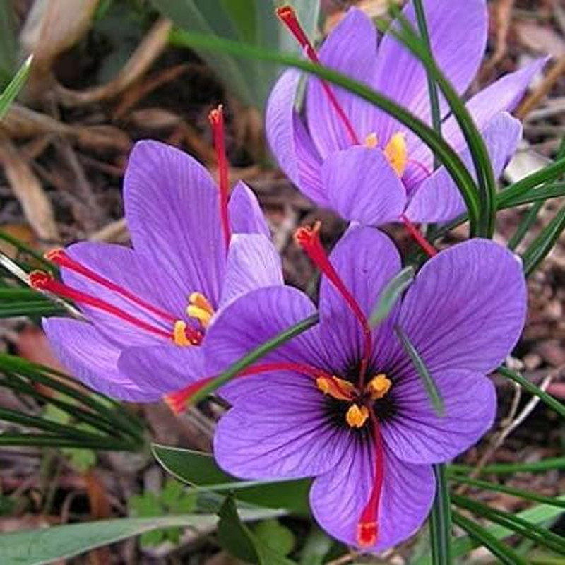 100 PCS Saffron Plant Seeds Non-Gmo Perennial Saffron Crocus Seeds