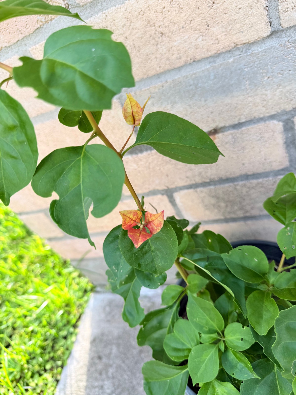 Bougainvillea Golden Rao