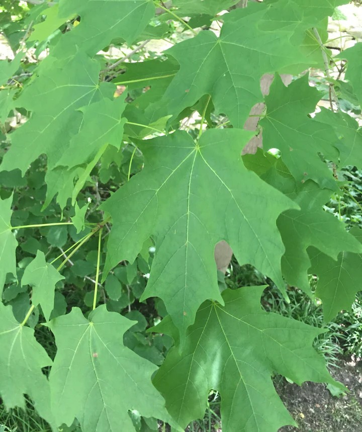 20 GREEN MOUNTAIN SUGAR MAPLE SEEEDS Acer saccharum ‘Green Mountain’