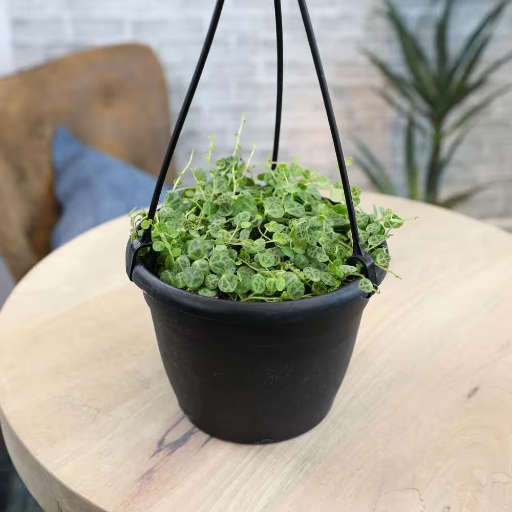 6 In. String of Turtles (Peperomia Prostrata) Live Houseplant in Hanging Basket