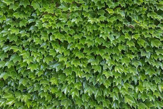 Boston Ivy starter plant, 1-2 inches tall, well rooted