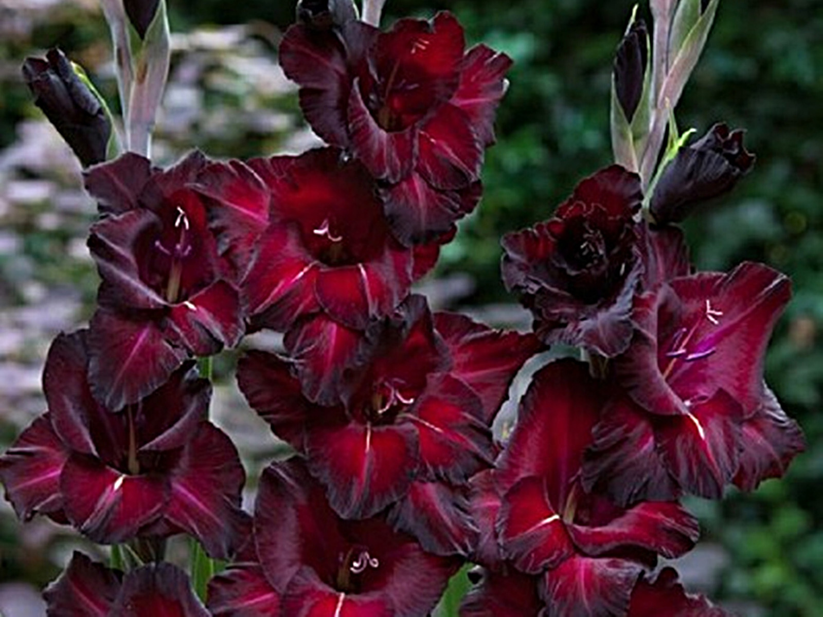 5 or 10 GLADIOLUS ESPRESSO BULBS burgundy-red flowers FREE SHIPPING !!!!!!!
