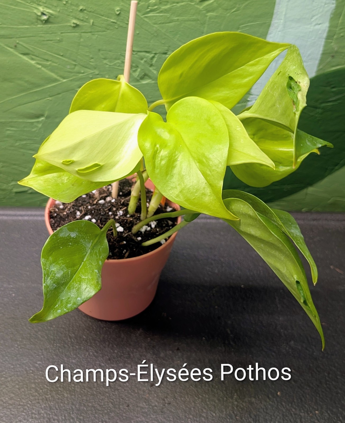 Pothos Champs-Elysees